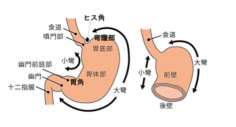 胃 位置|【医師監修】胃の場所って体のどのあたりなの？胃の。